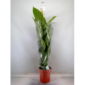 Spathiphyllum  'Sweet Lauretta'