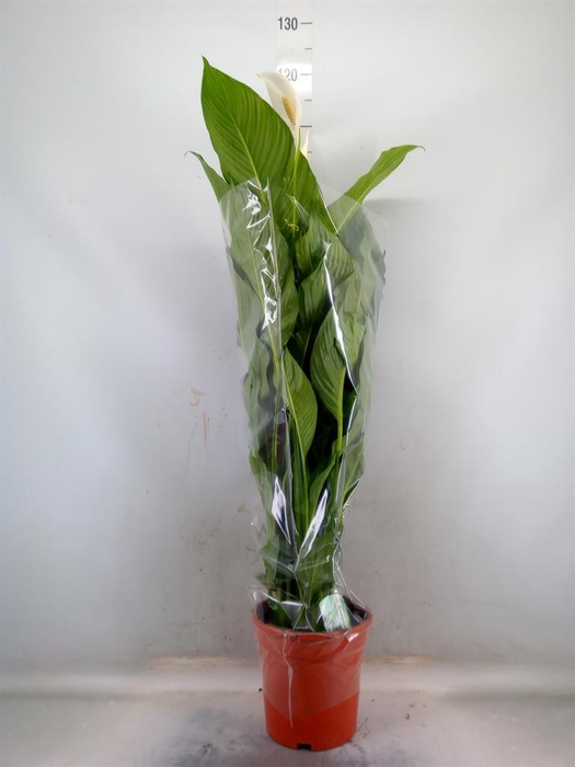 <h4>Spathiphyllum 'Sweet Lauretta'</h4>