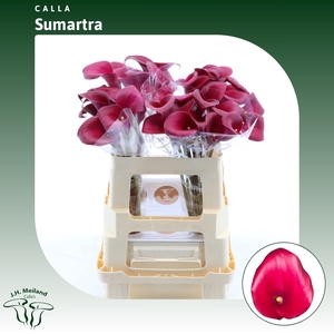 Calla Sumatra