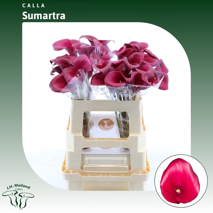 <h4>Calla Sumatra</h4>