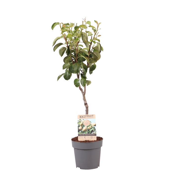 <h4>Pyrus Communis Doyenne Du Comice Patioboom</h4>