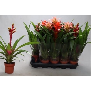 BROMELIA GEM