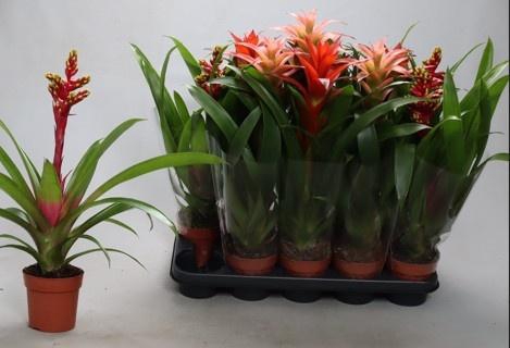 <h4>BROMELIA GEM</h4>