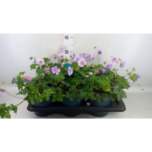 Geranium  'Bloom Me Away'