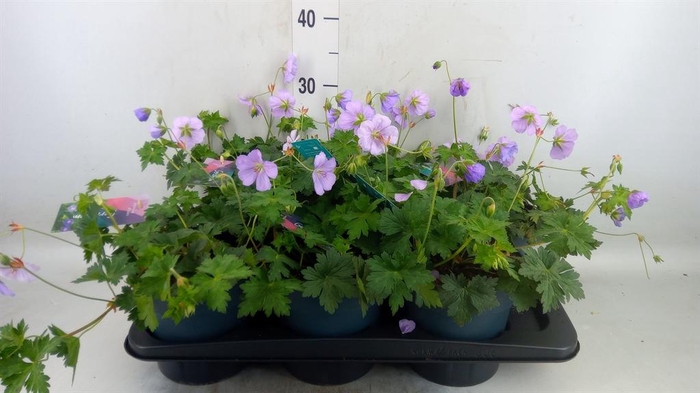 Geranium  'Bloom Me Away'