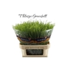 Thlaspi Green Bell 58 Gram