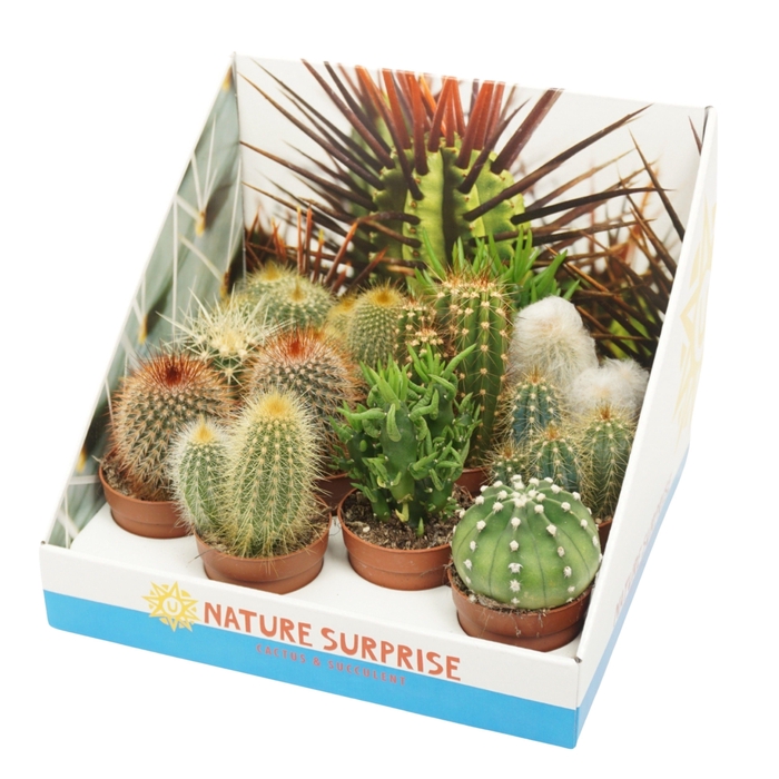 <h4>Cactus mix 7 cm in presentatiedoos</h4>