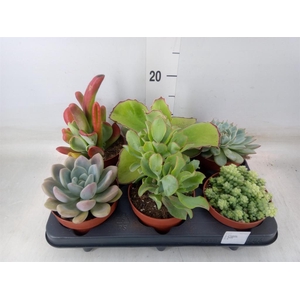 Succulents   ...