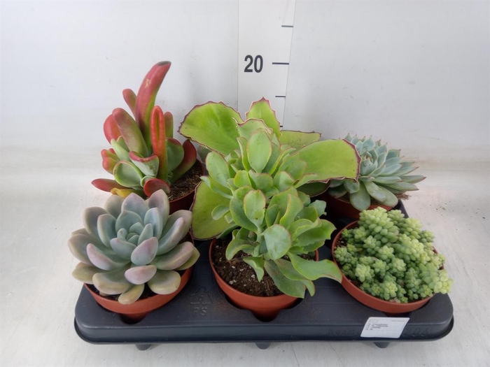 <h4>Succulents   ...</h4>