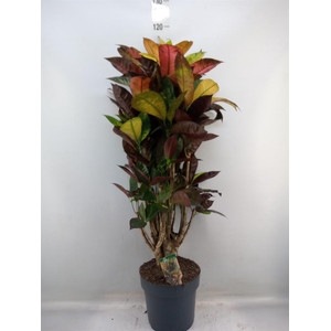 Codiaeum var. KL 'Mrs Iceton'