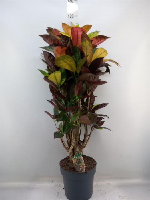 <h4>Codiaeum var. KL 'Mrs Iceton'</h4>