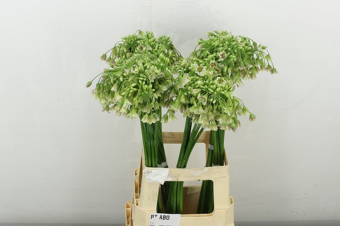 <h4>Allium Nectaroscordum Siculum</h4>