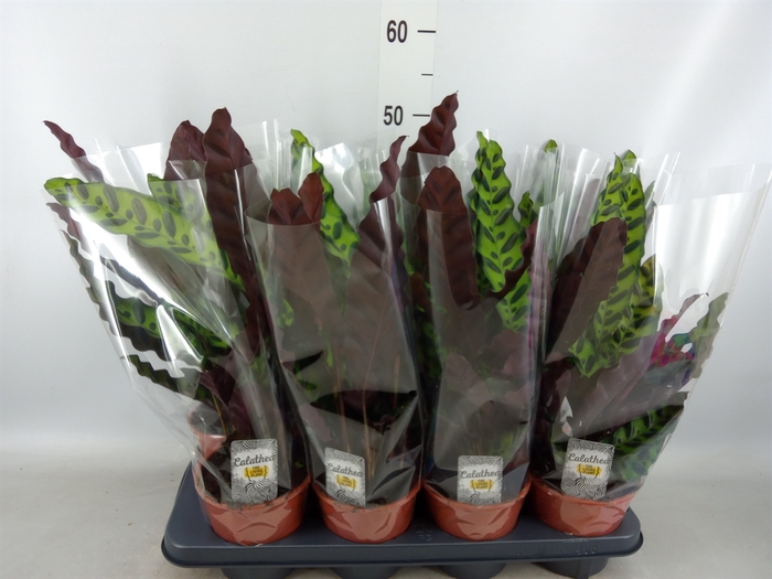 <h4>Calathea lancifolia</h4>