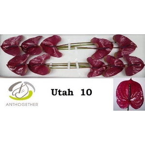 Anthurium Utah