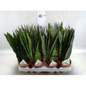 Sansevieria zeylanica