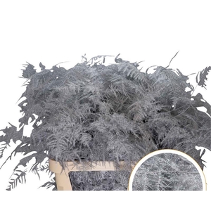 Asparagus L.Getopt Silver X50