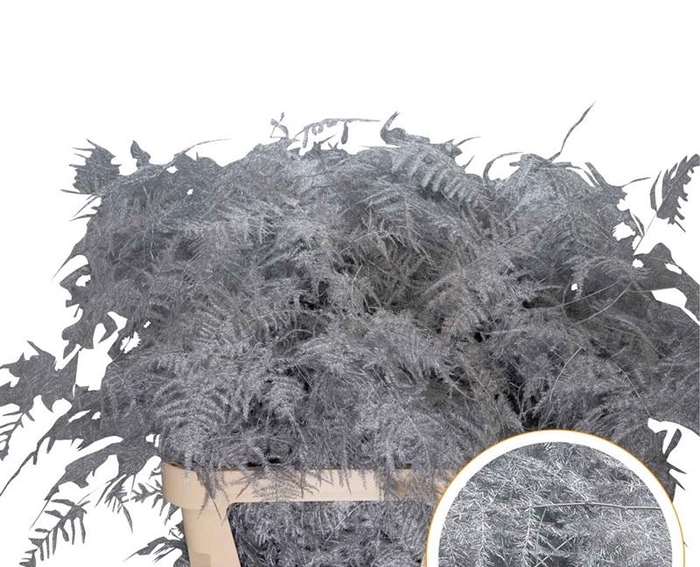 <h4>Asparagus L.Getopt Silver X50</h4>