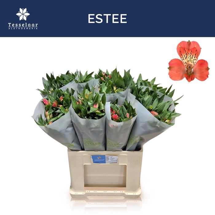 <h4>ALSTR ESTEE</h4>