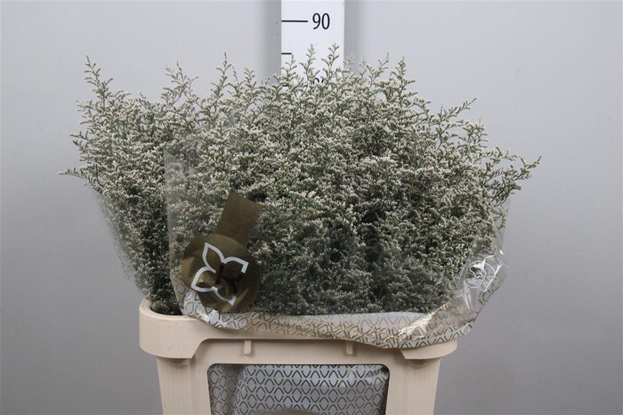 <h4>Lim Misty White</h4>