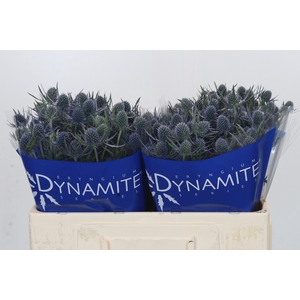 Eryngium Blue Dynamite