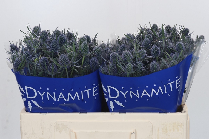 Eryngium Blue Dynamite