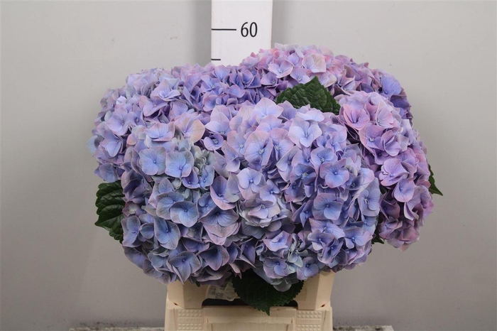 <h4>Hydr M My Riviera</h4>