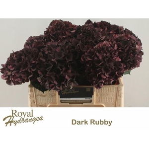 HORT MAGICAL DARK RUBY CLASSIC