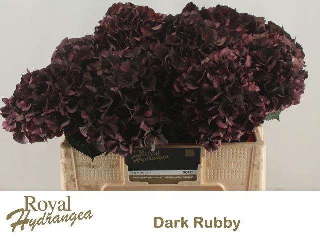 <h4>HORT MAGICAL DARK RUBY CLASSIC</h4>
