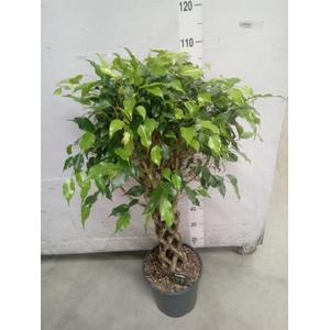 Ficus benja. 'Exotica'