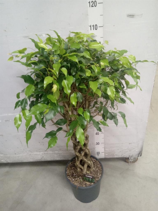 <h4>Ficus benja. 'Exotica'</h4>