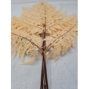 GESTABILISEERD VAREN APRICOT