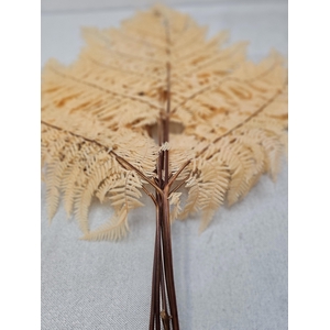 GESTABILISEERD VAREN APRICOT