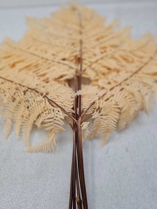 <h4>GESTABILISEERD VAREN APRICOT</h4>