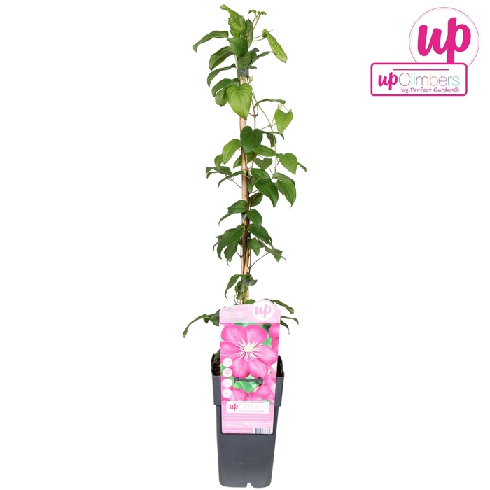 <h4>Clematis jackmanii Ville de Lyon</h4>