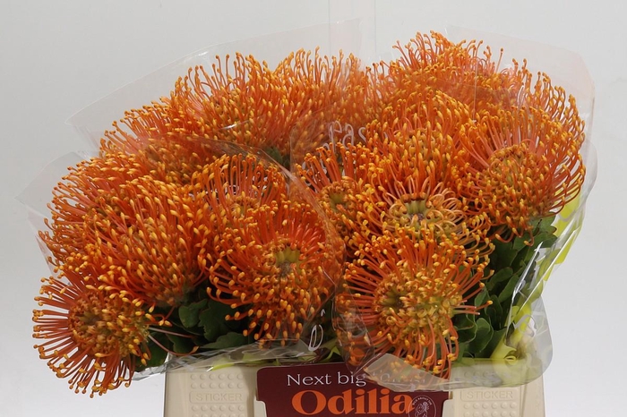 <h4>Nutans Soleil</h4>