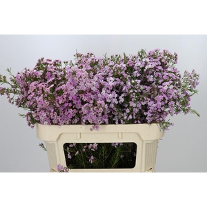 Chamelaucium Dancing Queen