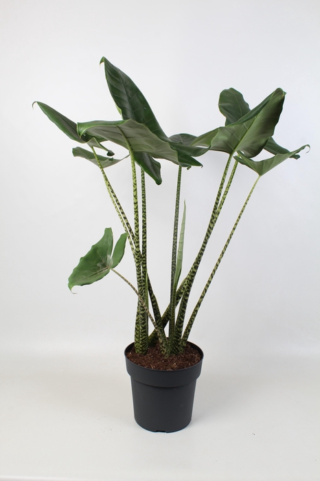 <h4>Alocasia zebrina 30 cm 2 stek</h4>