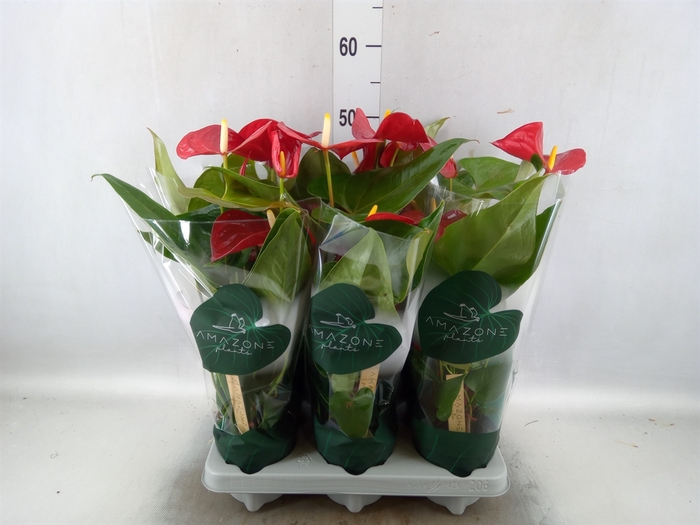 <h4>Anthurium andr. 'Nevada'</h4>