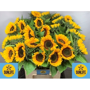 HELIANTHUS AN. 'SUNRICH ORANGE'