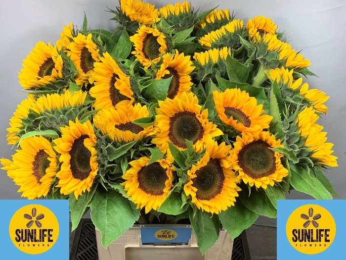 <h4>HELIANTHUS AN. 'SUNRICH ORANGE'</h4>
