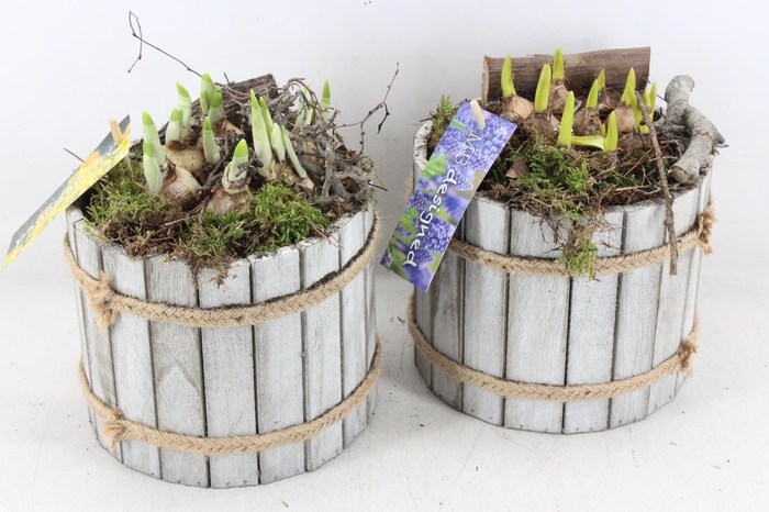 <h4>arr4 Bollenmix MB - Hout ton white wash</h4>