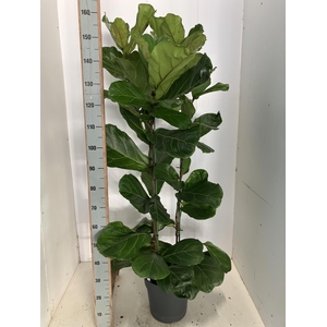 FICUS LYRATA