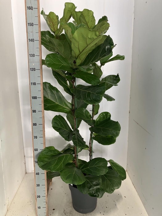 <h4>FICUS LYRATA</h4>