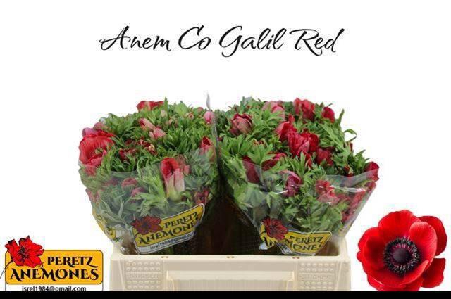 <h4>ANEM CO GALIL ROOD</h4>