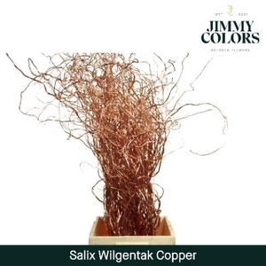 Salix Golden Curls Mtlc. Copper