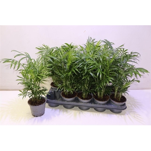 arr8 Chamaed Elegans