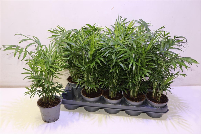 <h4>arr8 Chamaed Elegans</h4>