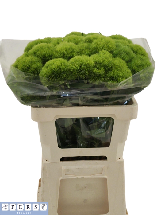 <h4>DI BARB GREEN WICKY</h4>