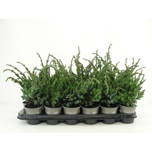 Juniperus squamata Meyeri