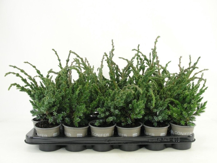 <h4>Juniperus squamata Meyeri</h4>
